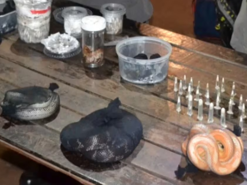 Detienen a un hombre que viajaba con 90 serpientes y más de 200 arañas