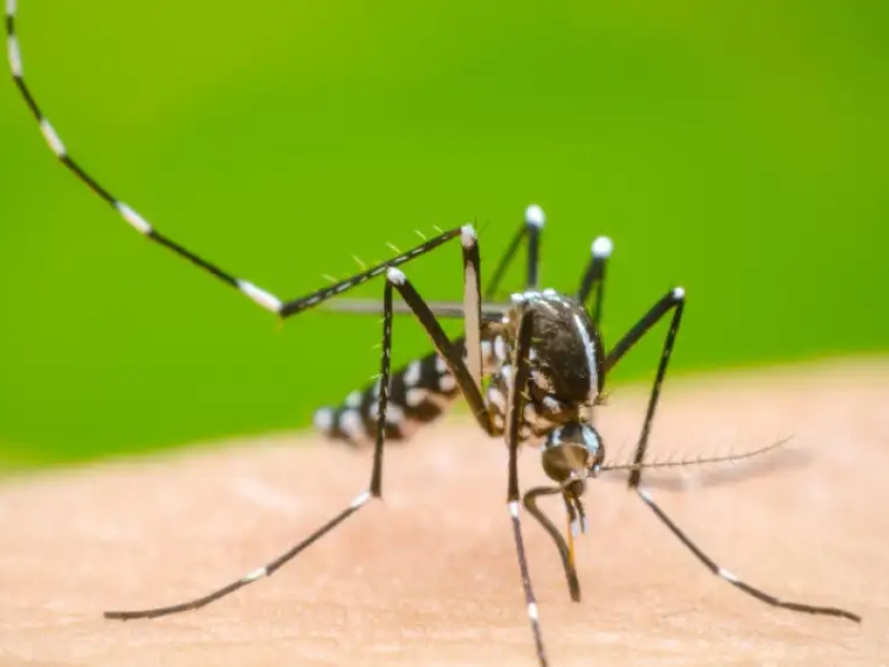 Pico histórico de dengue: más de tres muertes por día y hay guardias colapsadas
