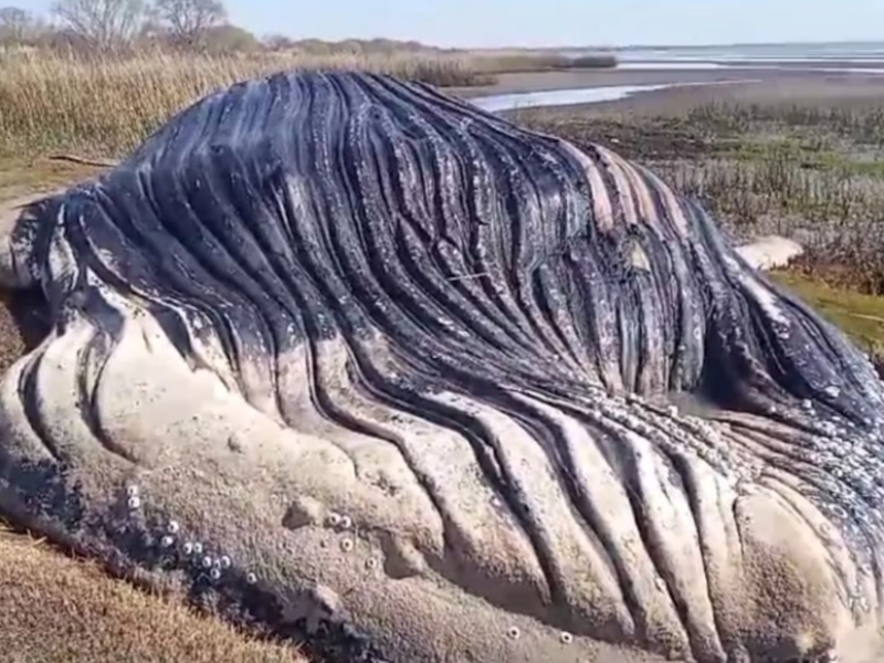 Encontraron una ballena muerta en la costa del Río de la Plata