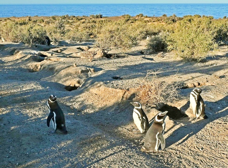 El productor condenado por la matanza de pingüinos en Punta Tombo no irá a prisión