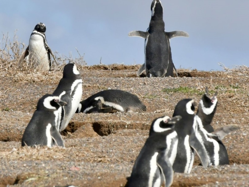 Condenaron al acusado de la matanza de pingüinos en Punta Tombo