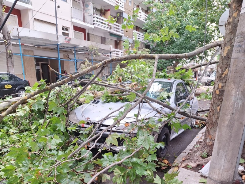 Feroz temporal en Mar del Plata: árboles caídos, autos destrozados e inundaciones