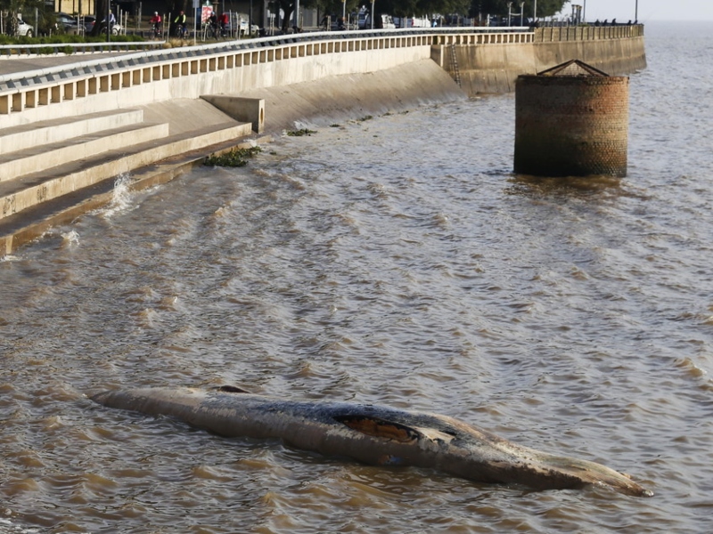 Apareció otra ballena muerta en Costanera Norte: es la segunda en una semana
