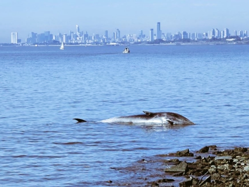 Una ballena apareció sin vida en la costa de Vicente López y conmocionó a los vecinos