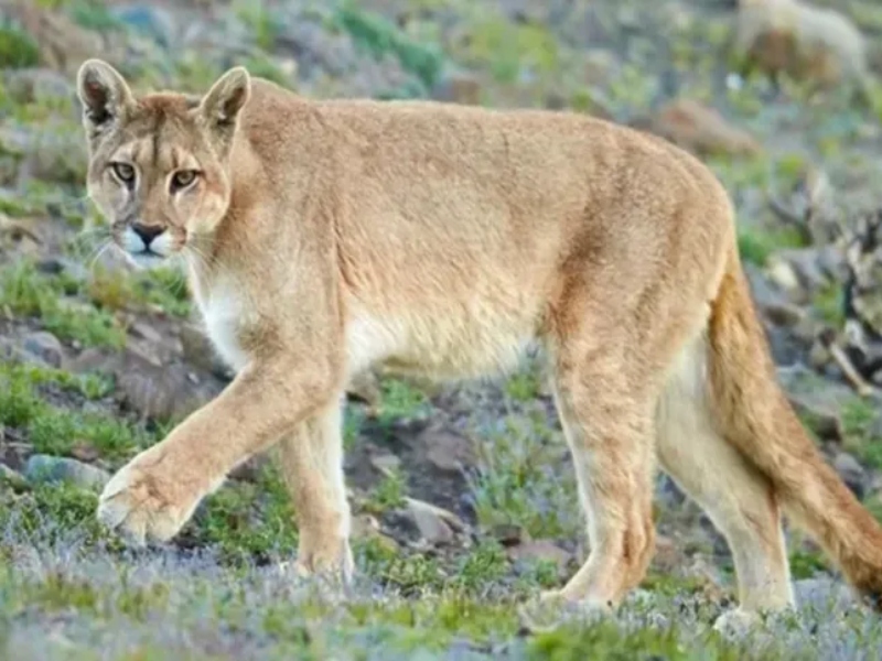 Alerta por un puma suelto en Pilar: entró a un country y hay miedo entre los vecinos
