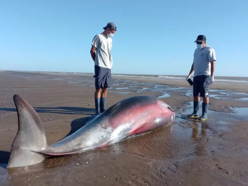 Apareció uno de los cetáceos menos conocidos del mundo en San Clemente