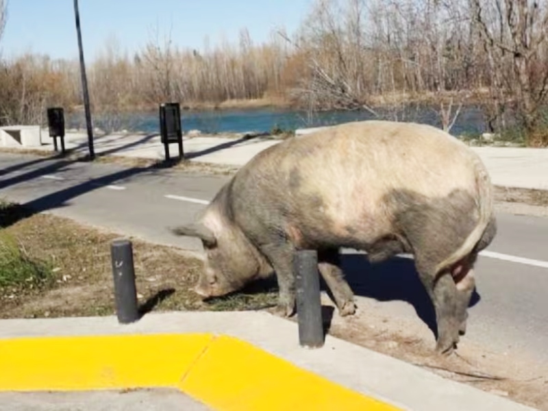 Aparecieron chanchos salvajes en Nordelta, ante los operativos por carpinchos