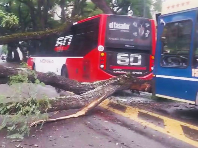 Por la caída de un árbol, chocaron dos colectivos en Barrancas de Belgrano
