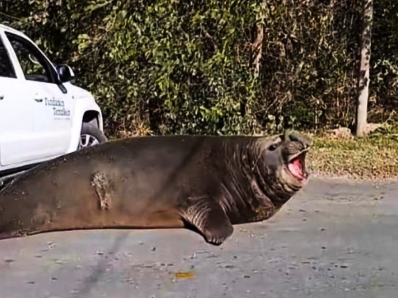 Sorpresa en Ensenada por la aparición de un elefante marino que cortó el tránsito