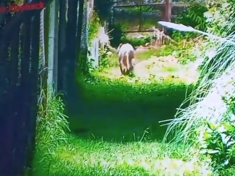 Alarma en Escobar por la aparición de un puma cerca de un barrio privado