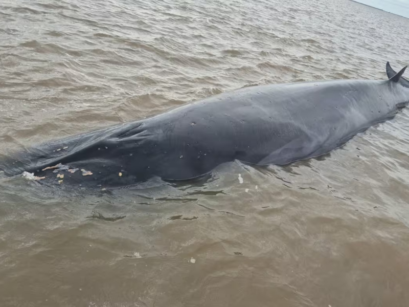 San Isidro: una ballena quedó varada en un banco de arena e intentan rescatarla