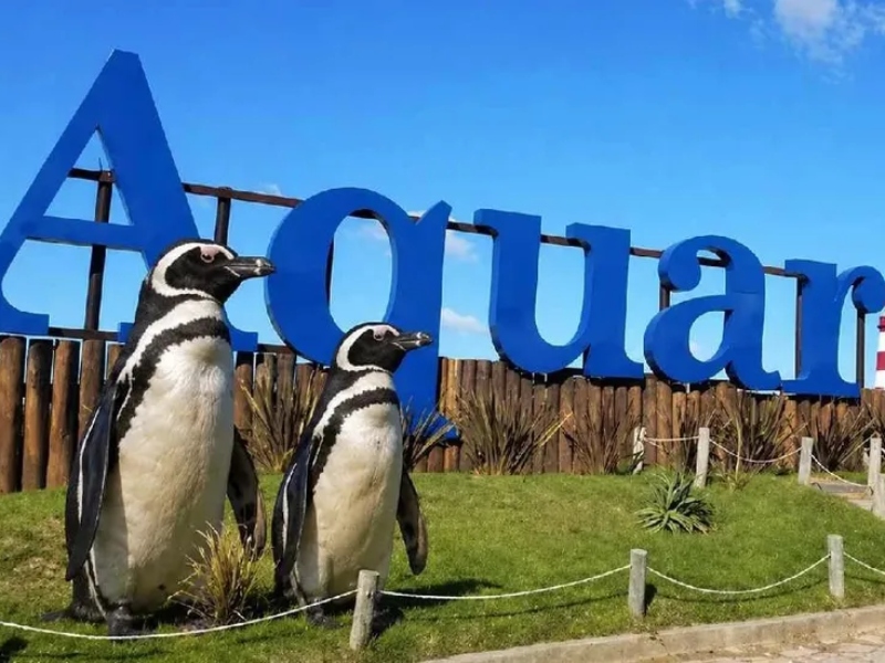 Polémica con Aquarium de Mar del Plata: buscan vender cuatro pingüinos para pagar deudas